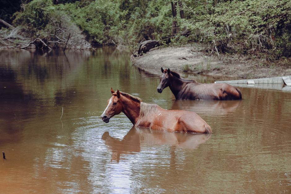Como a Fotografia de Natureza Pode Aumentar Sua Conexão com o Meio Ambiente: Dicas Práticas para Iniciantes