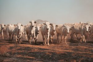 Como a mudança climática afeta os padrões migratórios dos animais e o que você pode fazer para ajudar