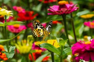 Como Construir um Jardins de Borboletas: Um Guia Passo a Passo para Atraí-las em Seu Quintal