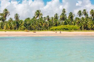 Como os biomas brasileiros influenciam a biodiversidade e o que você pode fazer para preservá-los