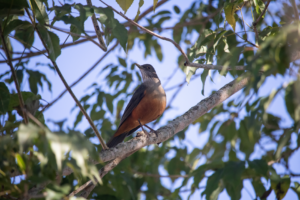 Os melhores destinos para observar a migração das aves no Brasil