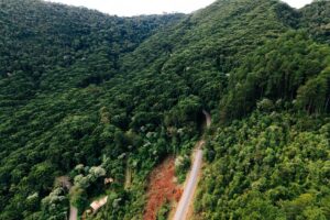 Por que as florestas tropicais são cruciais para a saúde do planeta e como podemos protegê-las